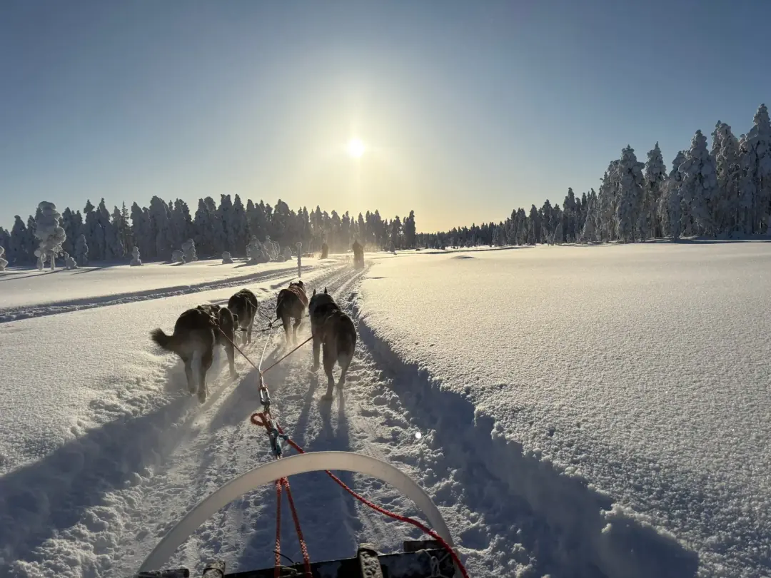 Husky sledding through snowy wilderness