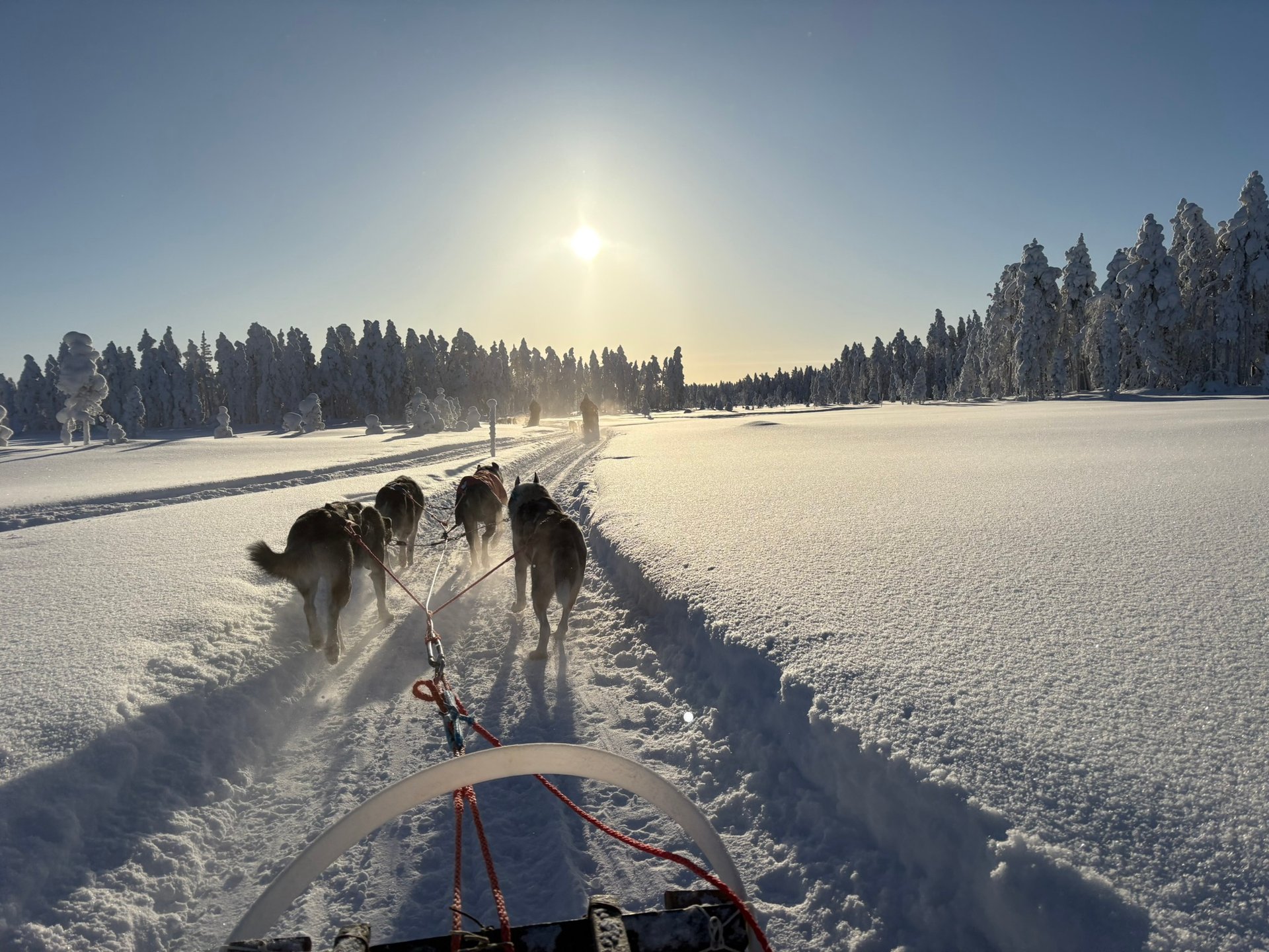 Husky Safari