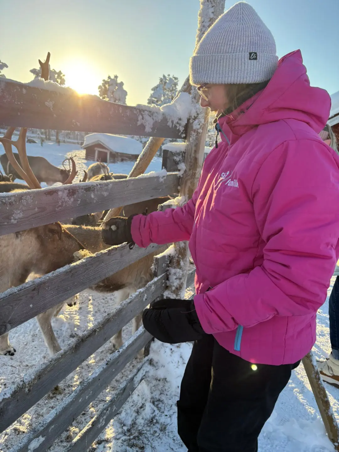 Family meeting friendly reindeer in Lapland
