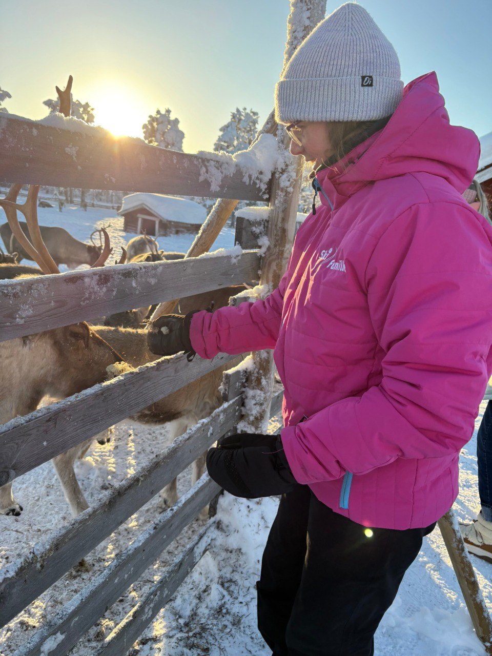 Reindeer Experience