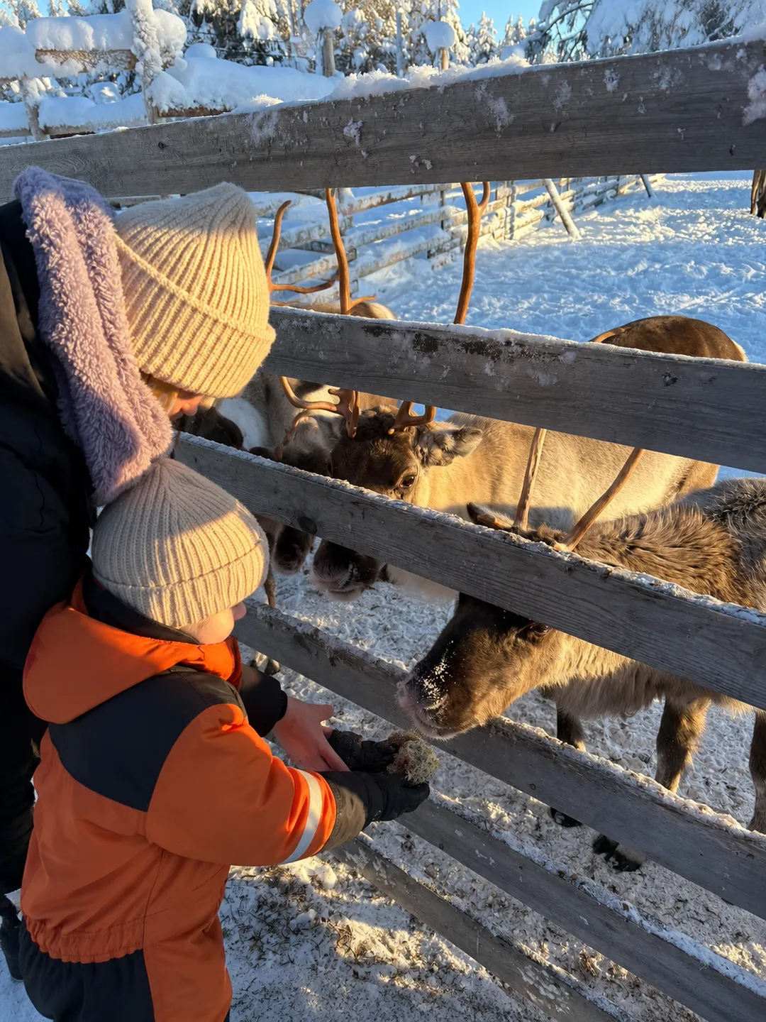 Child in winter clothing feeding reindeer through a wooden fence