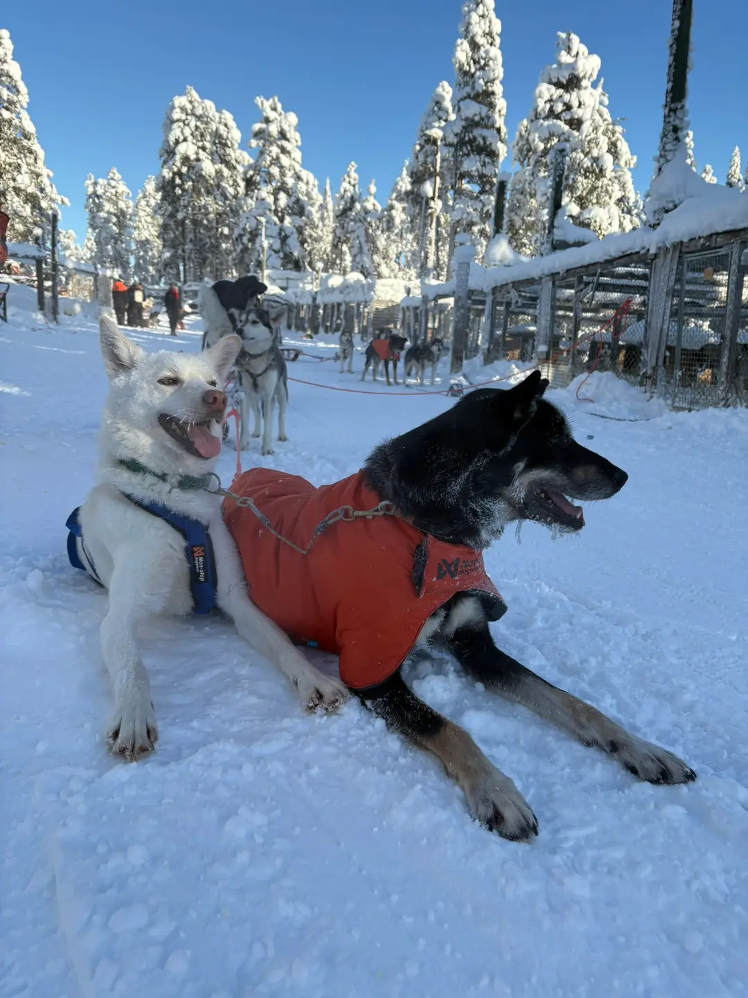Two huskies in orange coats resting side by side in the snow