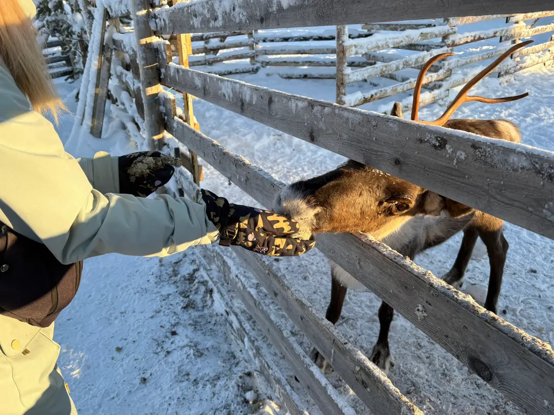Hand-feeding a reindeer through a wooden fence at a snowy reindeer farm